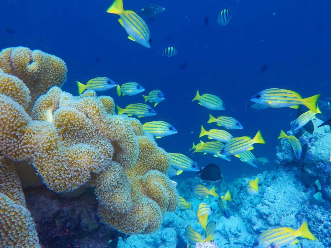 Moodhumaa Inn Guraidhoo  Buitenkant foto