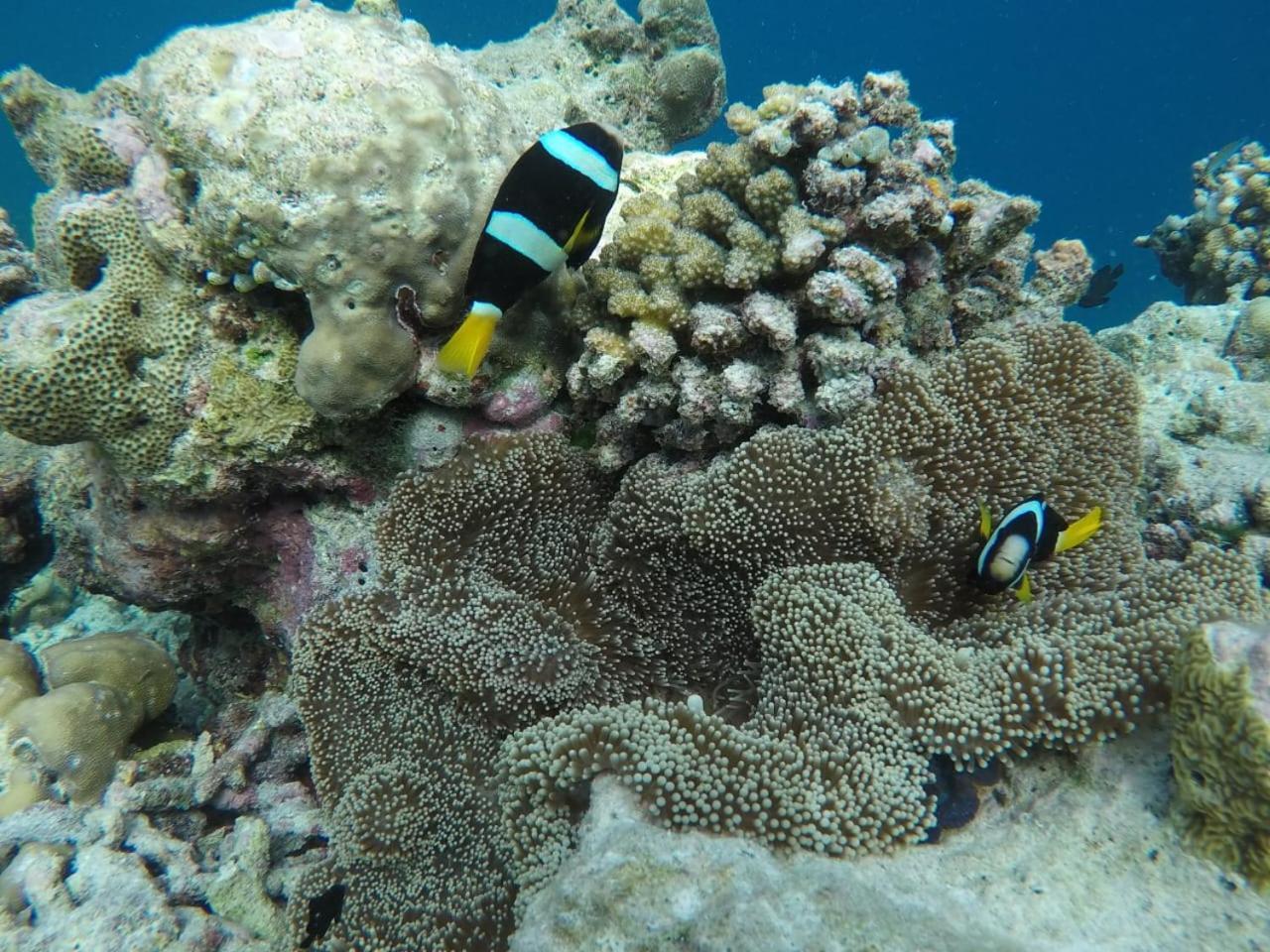Moodhumaa Inn Guraidhoo  Buitenkant foto