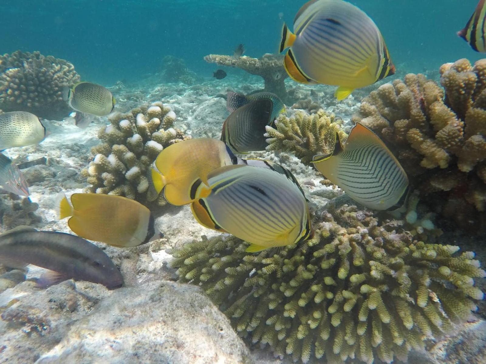 Moodhumaa Inn Guraidhoo  Buitenkant foto