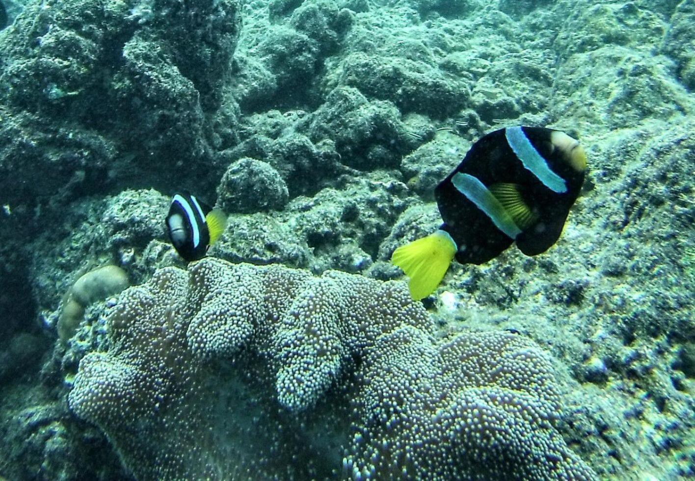Moodhumaa Inn Guraidhoo  Buitenkant foto