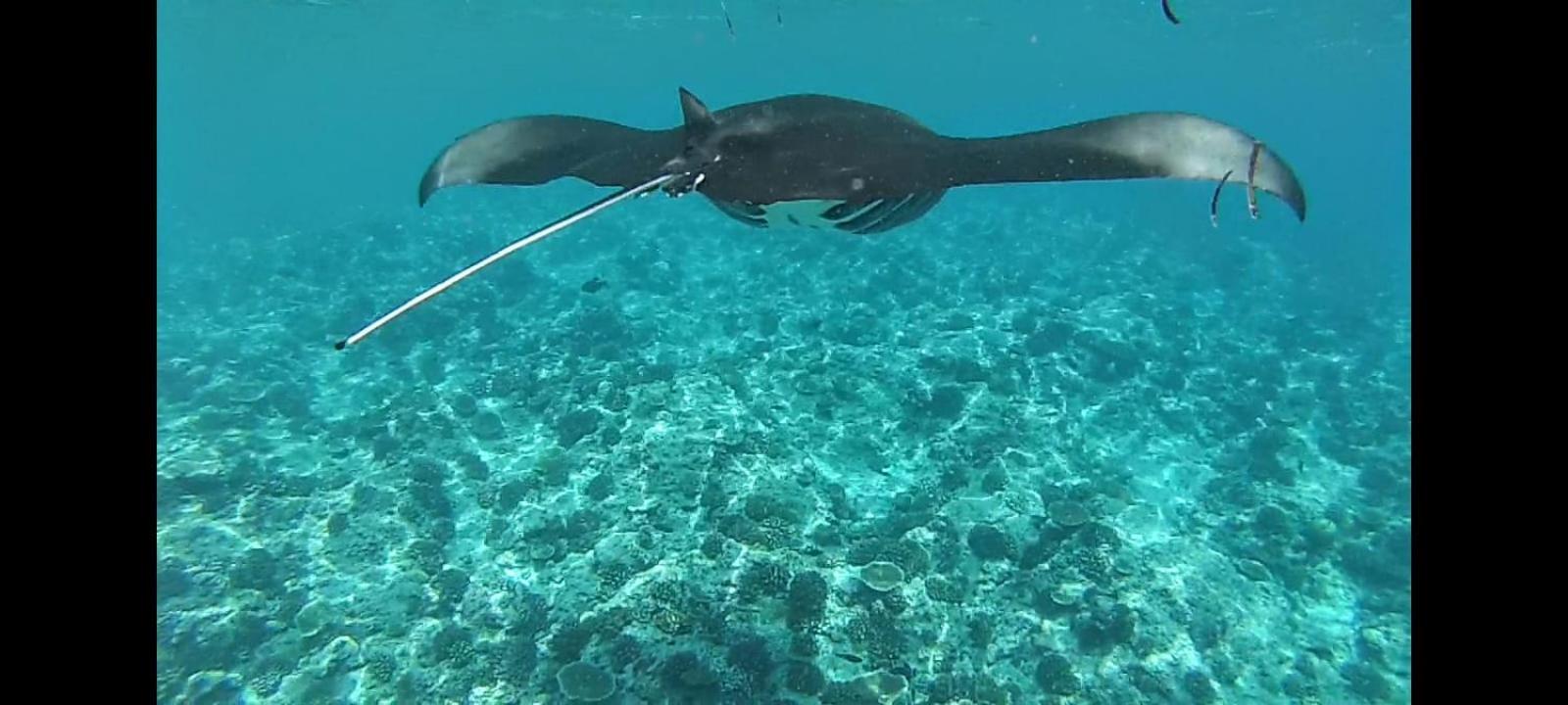 Moodhumaa Inn Guraidhoo  Buitenkant foto