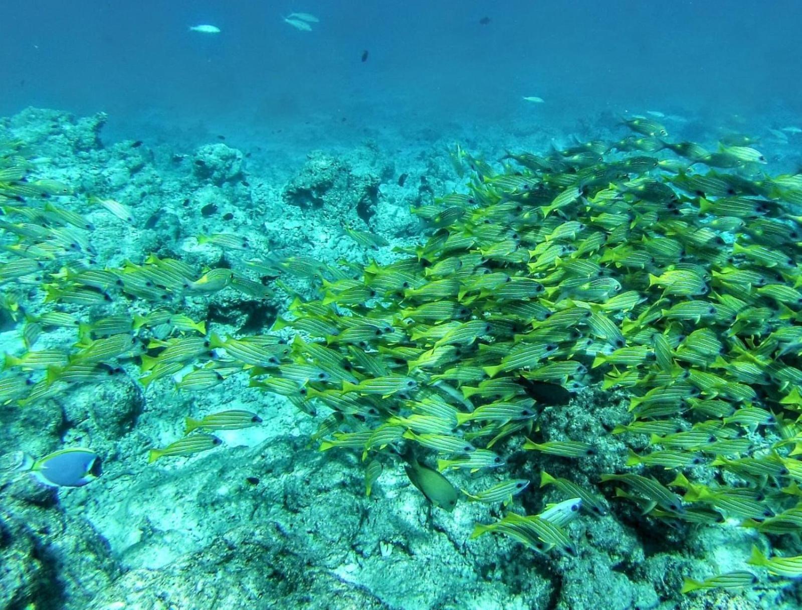 Moodhumaa Inn Guraidhoo  Buitenkant foto