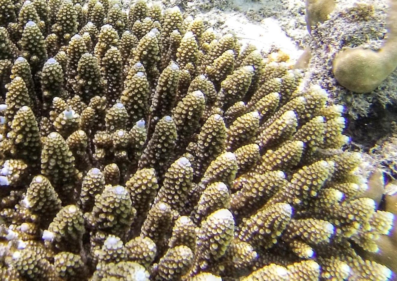 Moodhumaa Inn Guraidhoo  Buitenkant foto