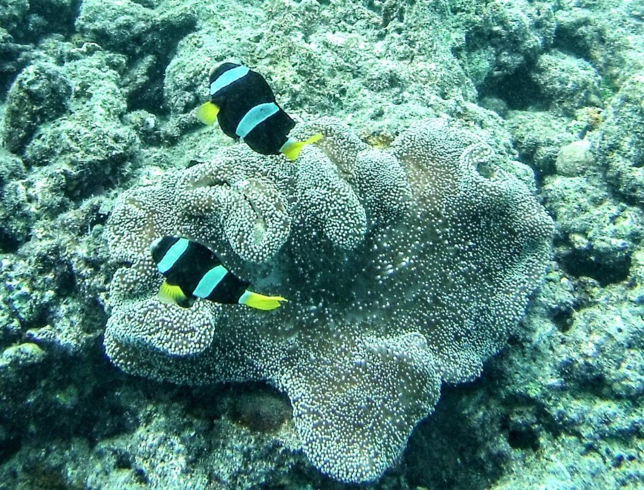 Moodhumaa Inn Guraidhoo  Buitenkant foto