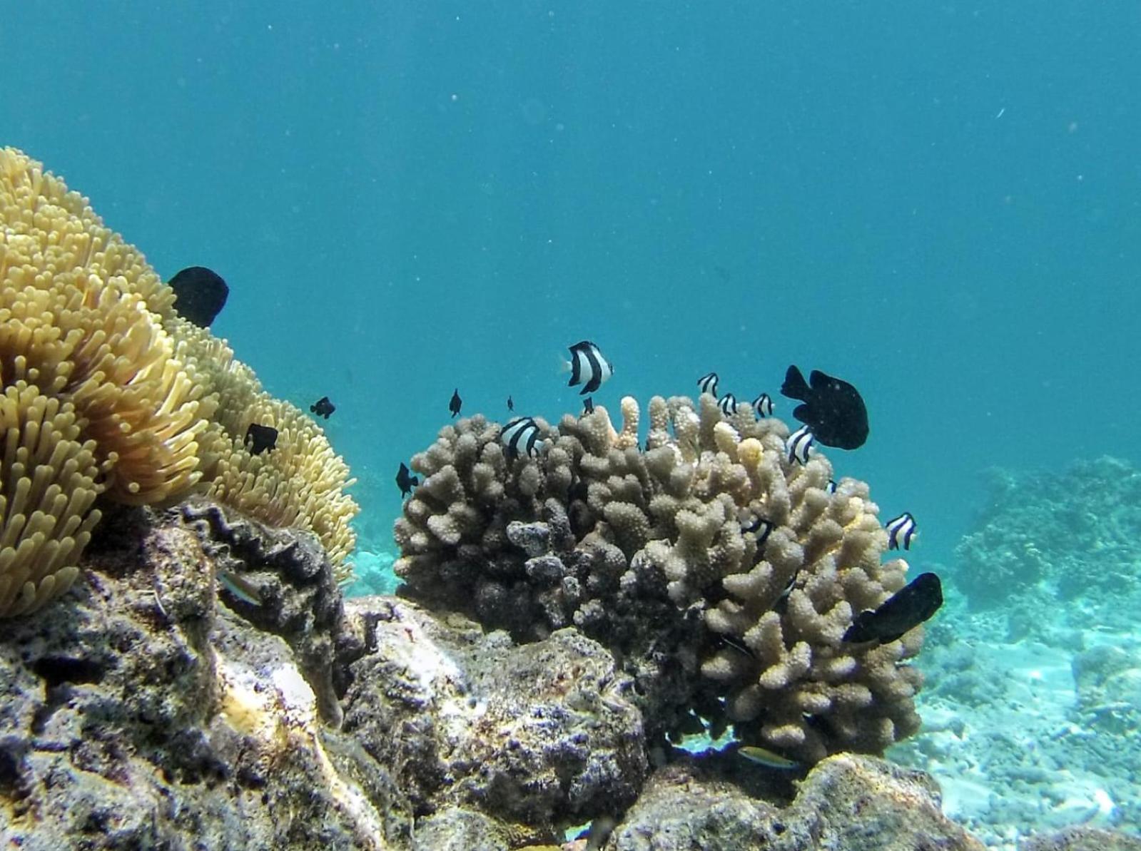 Moodhumaa Inn Guraidhoo  Buitenkant foto