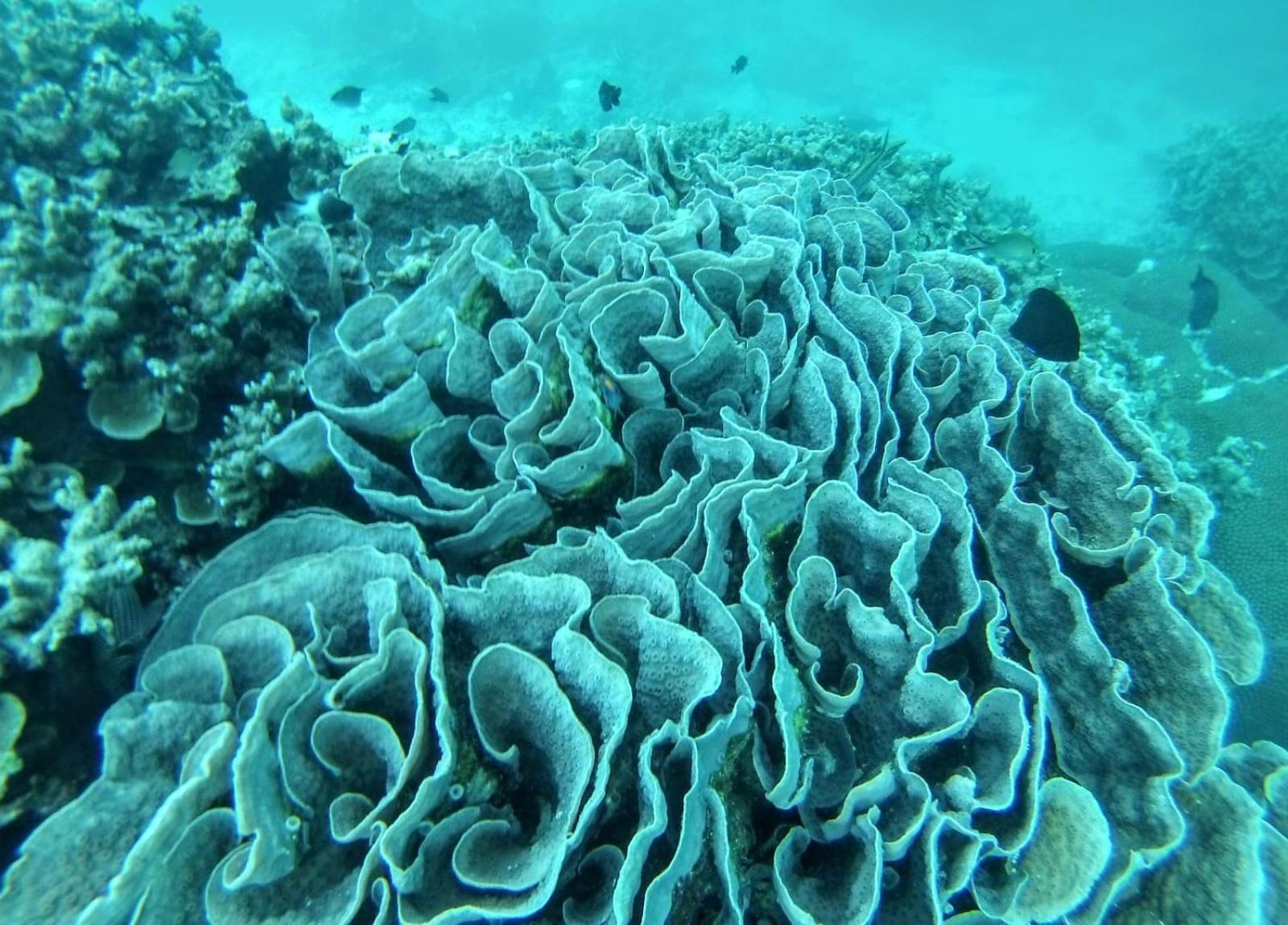 Moodhumaa Inn Guraidhoo  Buitenkant foto