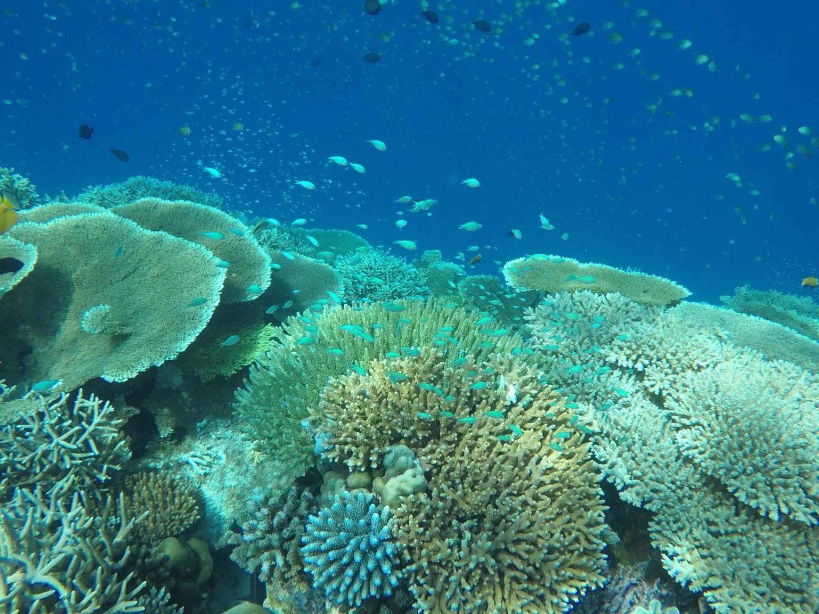 Moodhumaa Inn Guraidhoo  Buitenkant foto